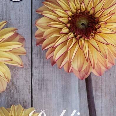Dahlia Boll Dear Alexander 1-pack NYHET